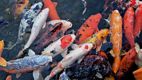 Exploring Japanese Fish: Types, Foods, and Culinary Delights.